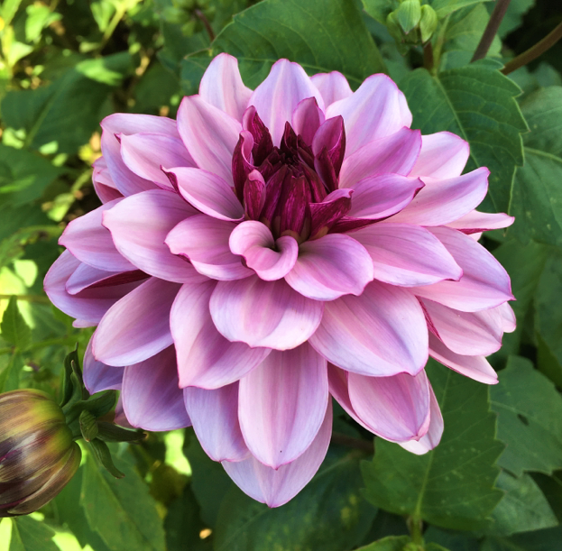 creme de cassis (13).jpg